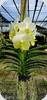 Vanda Renu Gold